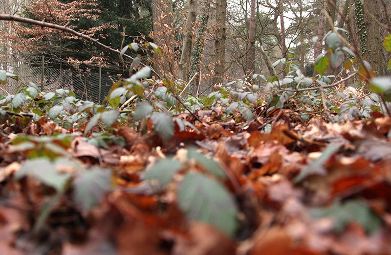 Im Naturwald sind die Urnengräber anonym. (c) SilviaBins