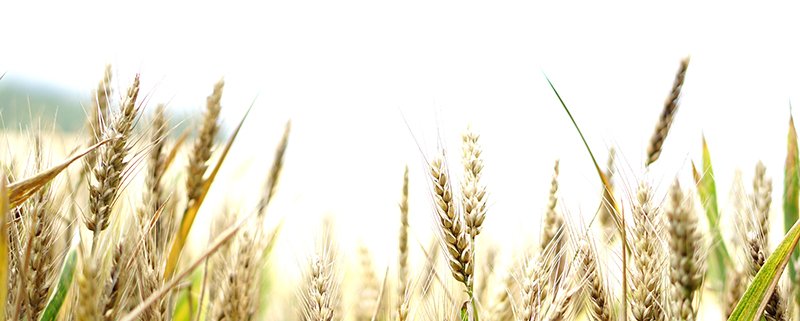 Bild von Kira auf Pixabay-wheat-1556698_1920 (c) Kiara, Pixabay